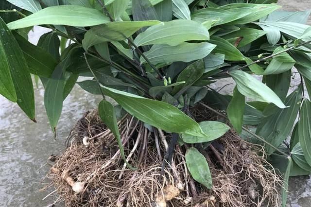  [生姜]在河边，有“1种野草”像生姜，被称为“老虎姜”，奇特、珍贵