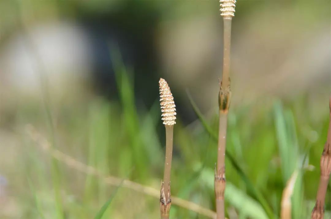 农村一草叫“吸金草”，体内含有黄金，价值极高，晒干了20一斤