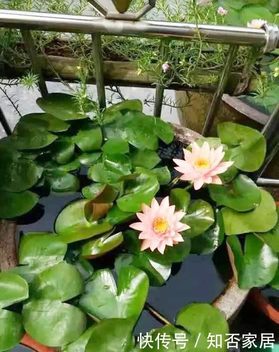  #花钱#老家淘个“大破缸”，种花养鱼，美轮美奂，不花钱还好看