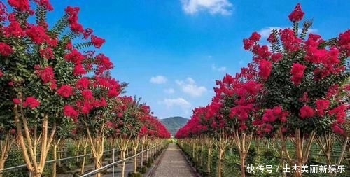世界:造型紫薇'观音花瓶'开花盛景,真是一花一世界,一岁一枯荣