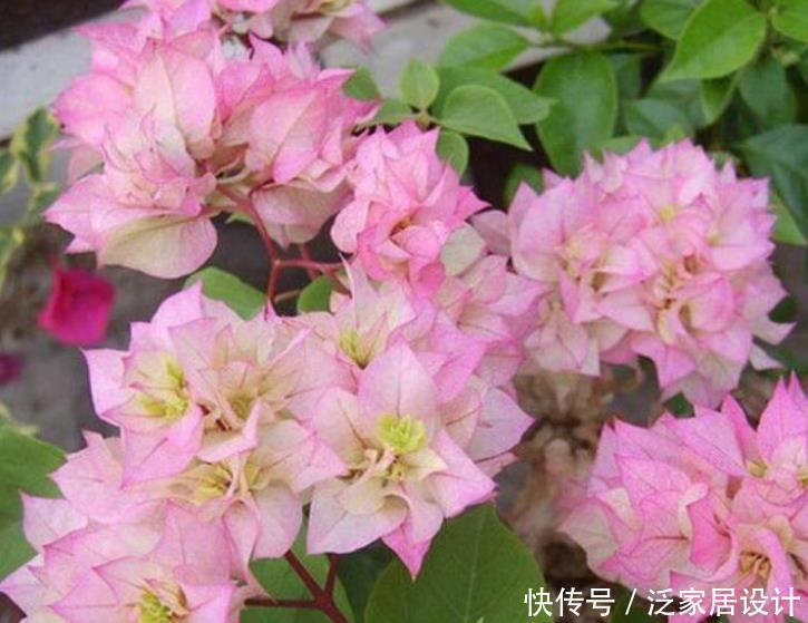  『有型』夏季就养3种花，越晒开花越旺，要香有香，要型有型，美爆！