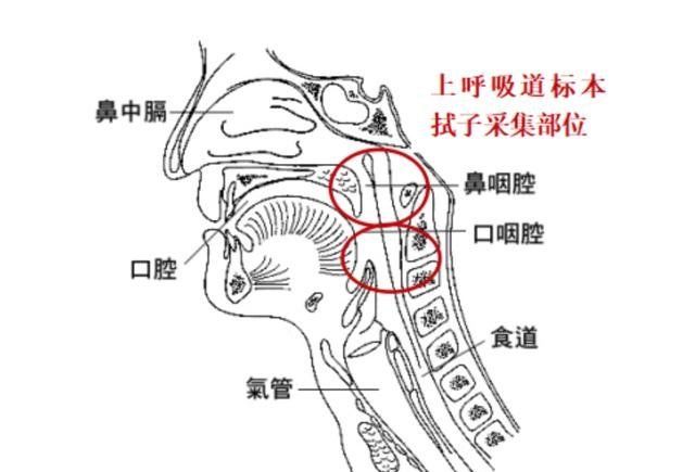 基因序列■辟谣：疫情期间同房会影响新冠病毒核酸检测的结果吗