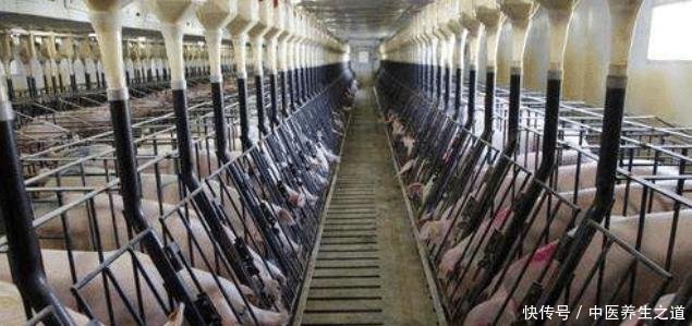  大国|为什么美国是养猪第一大国,看看美国养猪场的猪粪你就懂了