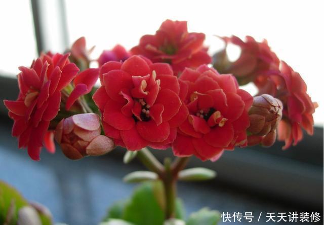  百合花|3种花适合养家里，开花硕大寓意好，颜色鲜艳味道香，人见人爱