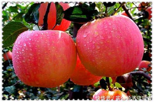  「明年」去年吃不起的苹果，今年滞销果园，明年猪肉会这样吗？