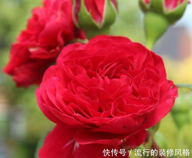 「就要」新手养护花卉,就要养护漂亮、艳丽的花卉,适合在家中养护,优雅
