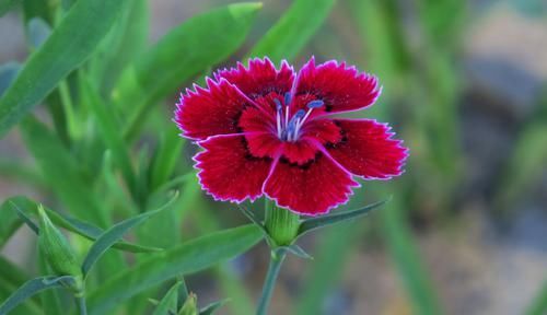  #阳光#石竹花是我国著名的花卉，石竹花能不能放在阳光下养护？