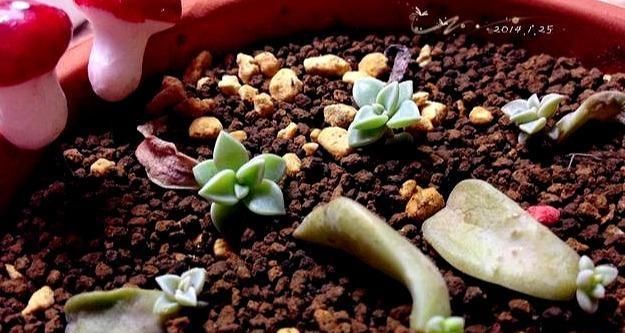  #不难#多肉叶插繁殖真不难，3细节注意到，一片就“爆崽”轻松变10盆