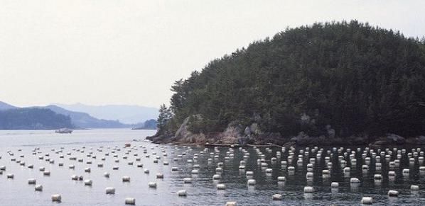  「养殖户」未来的养殖业, 到底能依靠什么品种来赚钱? 养猪是不