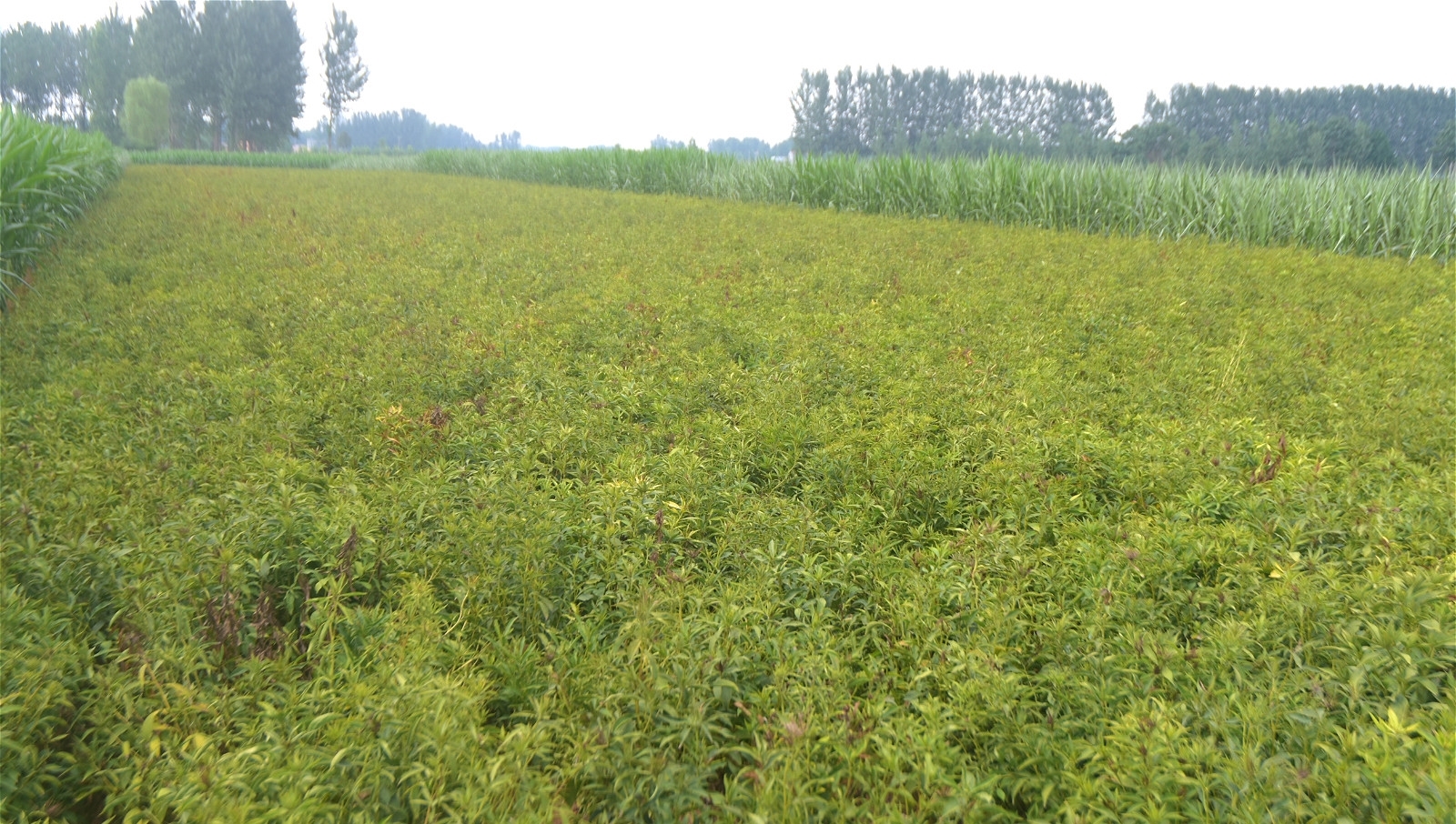 玉米遭遇持续干旱，地头就是水井，为啥农村人不愿灌溉？