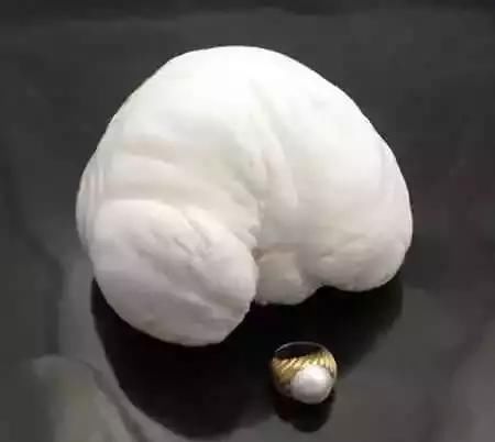  「巴罗达珍珠」大开眼界：一颗珍珠卖上亿，买不起也得看看长啥样