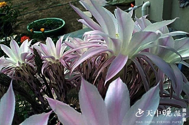  「瞬间」驻马店：市民家中昙花开绽放瞬间最耀眼