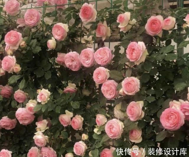 「浇到」什么生根剂、营养水,也不如1种“蚯蚓粪水”,浇到花盆里很好!