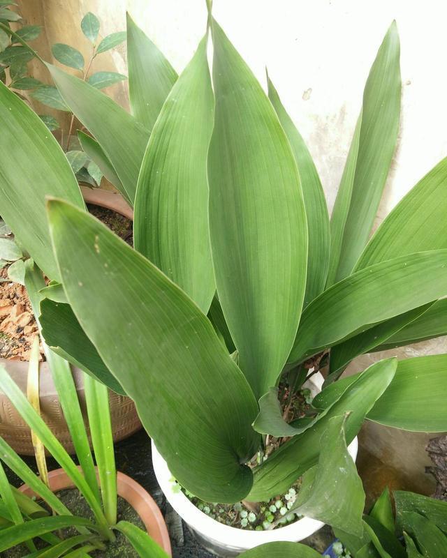  『种植物它』这几种绿植耐阴皮实，放在卫生间也能活，吸收废气净化空气