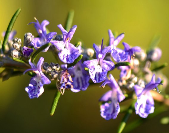 『适合』推荐几款适合养在阳台的花朵,越热越易爆花,芳香怡人