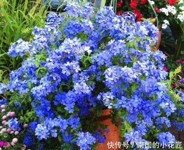 耐热|夏天最不能错过的几种花,耐热耐旱很好养,可爱清新很养眼!