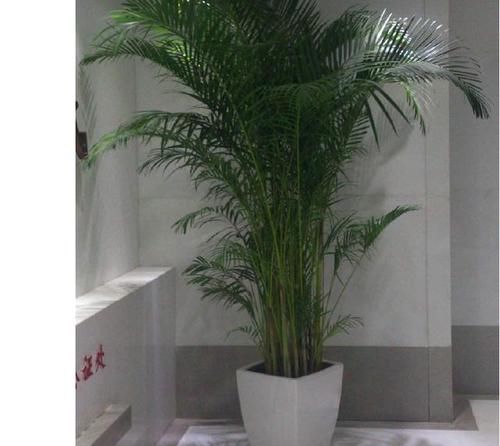 『居家』推荐居家办公9种耐阴植物，简单又好养，看看你喜欢的？
