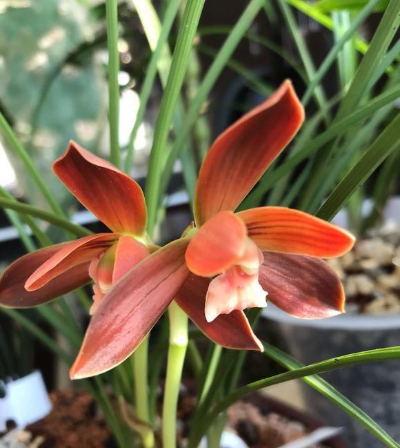  #漂亮#月季扔了吧！此花净化空气是绿萝100倍，客厅里种2棵，太