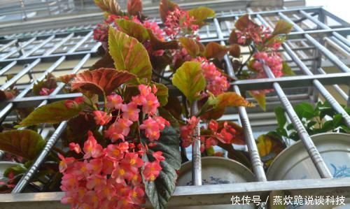 「春天」春天养花选它,满树红花,红红火火,一年四季都开花,是盆栽佳品