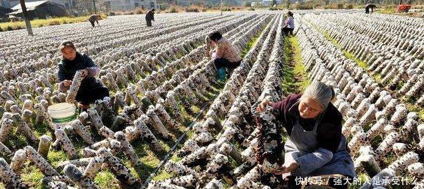 靠山吃山的农民，用废旧物种植它，一斤2元以上，每亩进账6万元