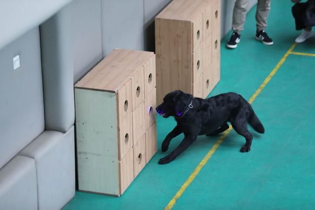『技能』北京警犬可识别激光笔指令,搜爆技能升级至搜索枪支散件