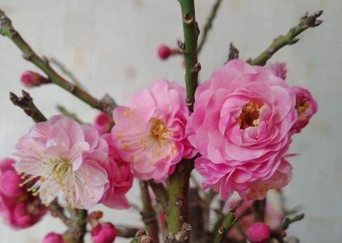  「香味真」最香的10种花卉盆栽，浓香又好看，绿植控必备