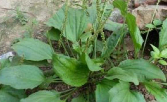  「见到」过去农村常见的一种野草，是珍贵的中草药，见到请别再