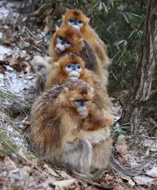 太冷啦！汉中这些小可爱在雪中抱团取暖，萌萌哒~