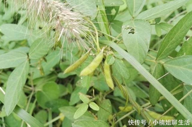  农民|农村随处可见的一杂草，农民恨不得将其除掉，原来是二级保