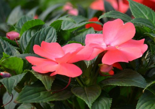 芳香:简单易养的香草植物,健康环保,开花香味十足,屋内溢满芳香