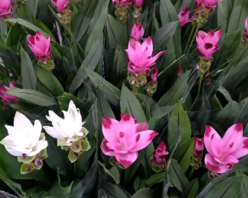 #养护#爱花就养一盆姜荷花,掌握5个小技巧,叶不黄,开花爆盆似荷花
