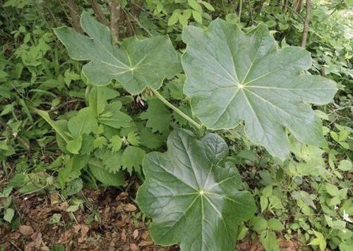 『荒郊野外』荒郊野外,有1种“杂草”名贵,被称为“八角莲”,别去采挖!