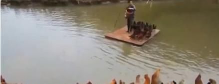  排队：「另类养鸡法」每天让几千只鸡排队下水，现在买他家的鸡