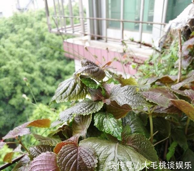  [竟然]这两种野草和配菜，在花盆都能长得很茂盛，竟然浑身是宝