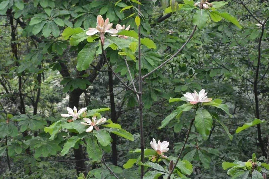  厚朴@四川一种“特产树”，20年才能剥皮，树皮晒干卖4元一斤