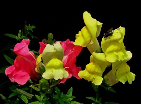  『家里』家里阳台种这些花，放在阳台开成瀑布，绚丽多彩，花开满满惹人爱