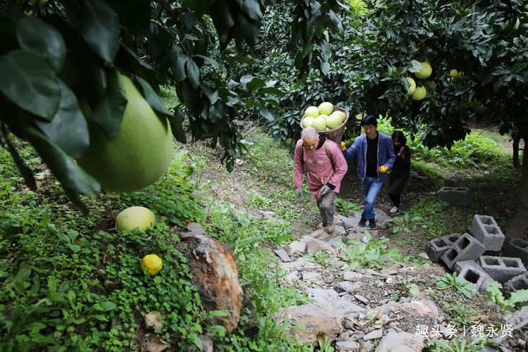  #水果#60后夫妻种果树23年，百亩果园一年纯收入达五六十万元