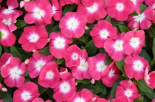 『长春花』长春花保持全年有花朵观赏的几个技巧,你都掌握了没