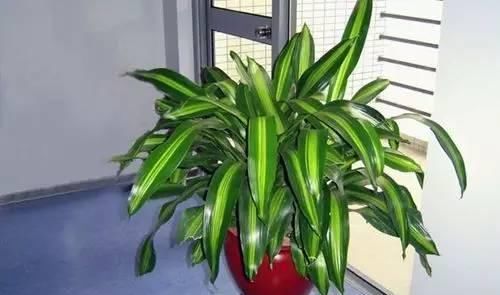  『好处』这些常见植物，放家里有很多好处！