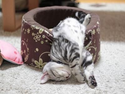  【睡姿】本以为只有小奶猫的睡姿怪，没想到大猫的睡姿更奇怪
