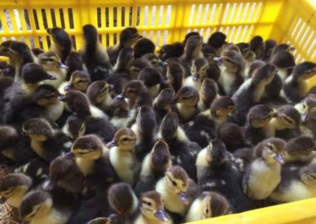  【利润】养殖火鸭成本小、利润高，养殖1000只火鸭赚多少钱