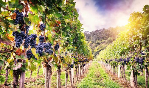 皇家秋天葡萄有哪些特点，皇家秋天葡萄品种适宜在哪里种植