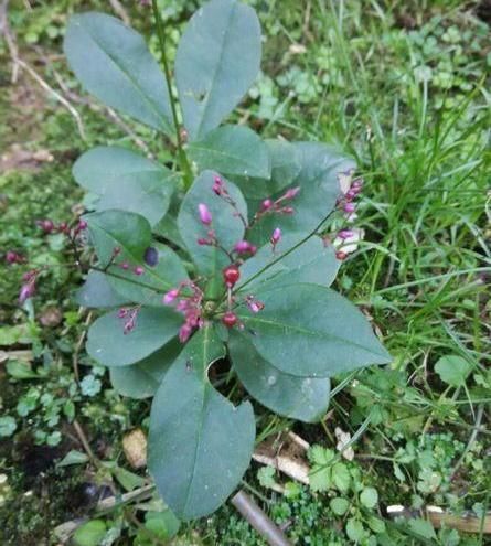  「除掉」这东西，人称“土人参”，能与人参相媲美，却被当杂草除掉，可惜