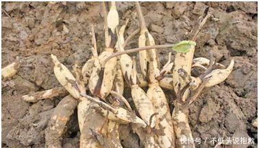  经济收益：这几种水生植物，投资成本低，丰产畅销，亩收入过万元！