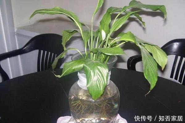  [改成]养花难是因为你不懂它，将此3种改成水培，根须蹭蹭长爆盆
