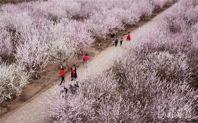  「秀林」河北雄安新区：千年秀林春日好