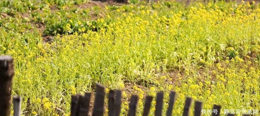 这座低调小城承包了浙江最美的春天, 清明去过两三天乡下生活~