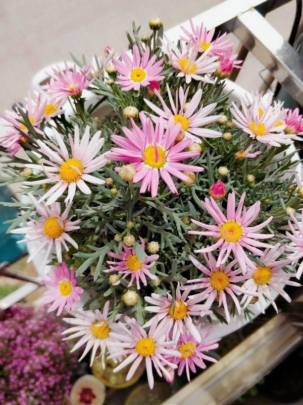  「开花越多」3种花，夏天一到就开爆，盆盆开花上千朵