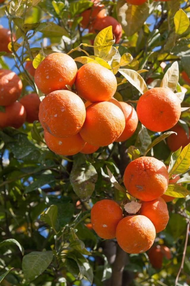 门前“乱种树”，老一辈人可不依，要种就种这“4种树”，可旺运