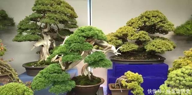  #值钱#这3种盆景可以养成传家宝，再穷也要养，越老越值钱！